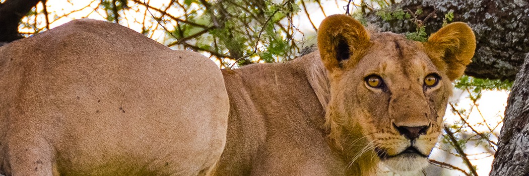 Tarangire National Park