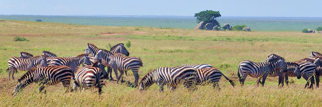 Amboseli National Park