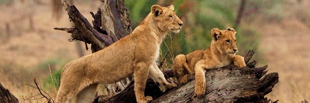 Serengeti National Park