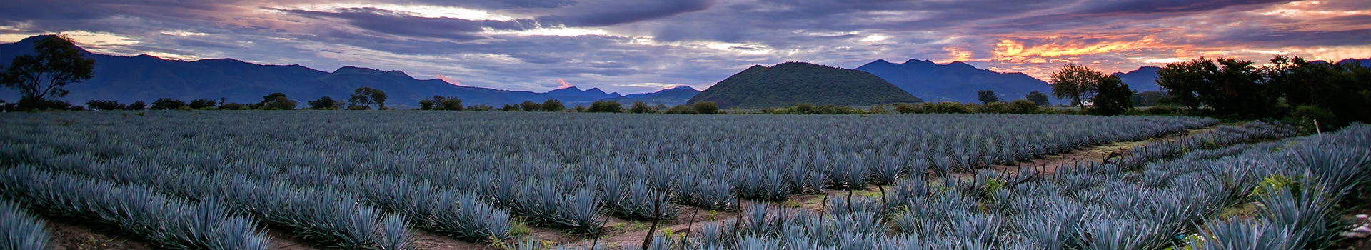 Your holiday to **Tequila** starts here