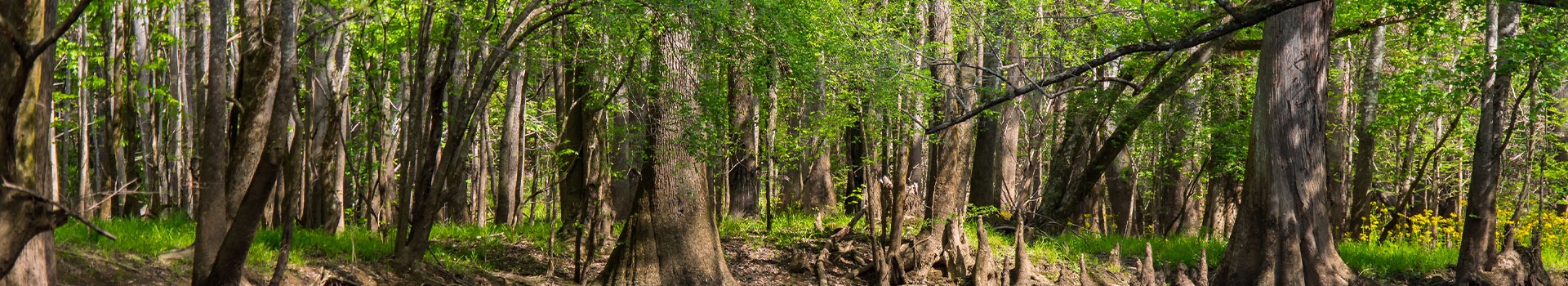 Your holiday to **Congaree National Park - Sc** starts here