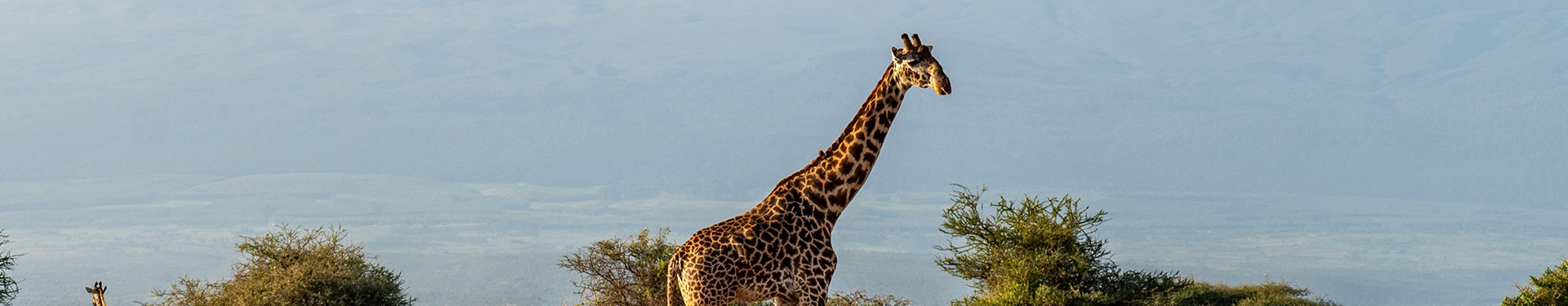 Arusha, Tarangire, Karatu, Ngorongoro and Zanzibar