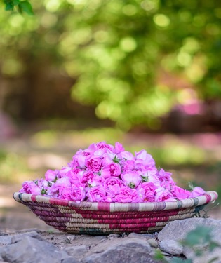 Taif’s Rose Fields Taif’s Rose Fields