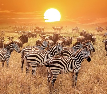 Kenya Kenya