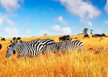 Masai Mara