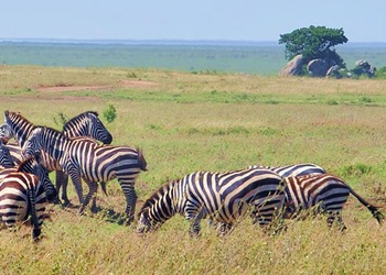 Amboseli National Park