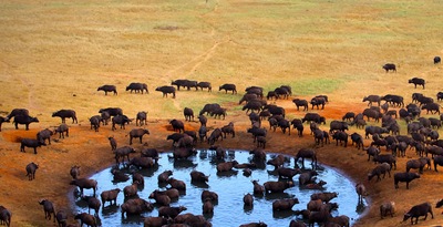 Masai Mara, Naivasha and Amboseli Masai Mara, Naivasha and Amboseli