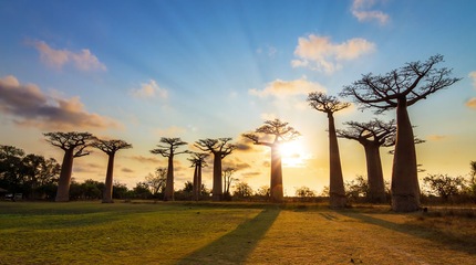 Africa Africa