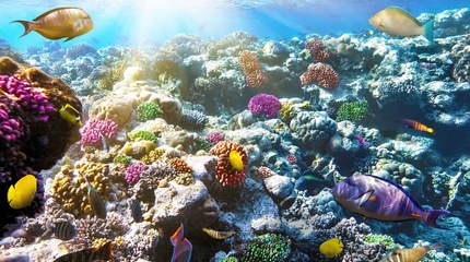 Red Sea Red Sea