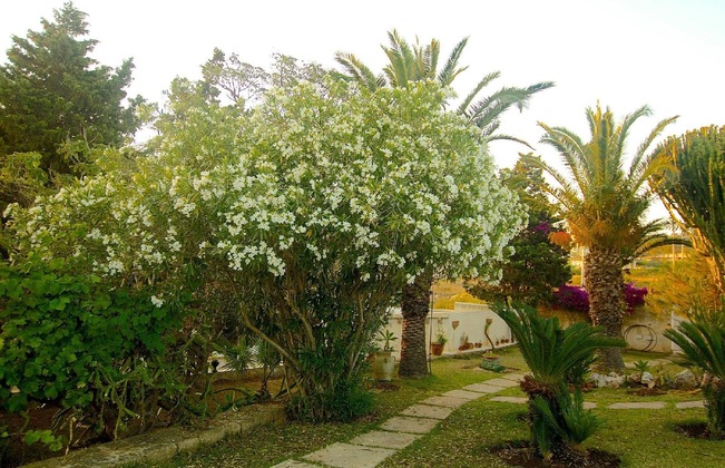 Gallery - La Rosa Sul Mare