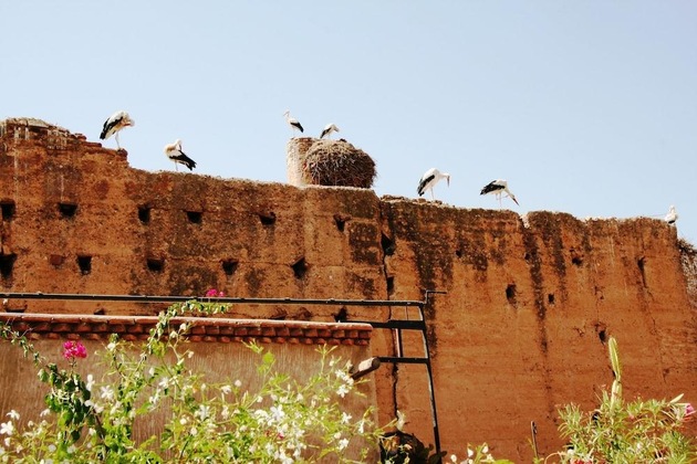 Gallery - Riad Carina