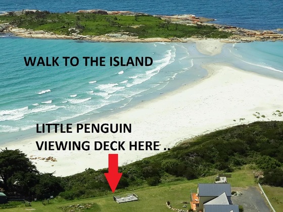 Gallery - Diamond Island Resort & Bicheno Penguin Show
