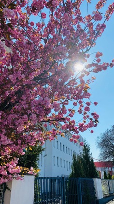 Gallery - Hotel Am Rhein - Wesseling