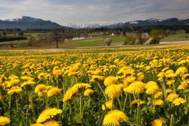 Gallery - Hotel Waldhorn