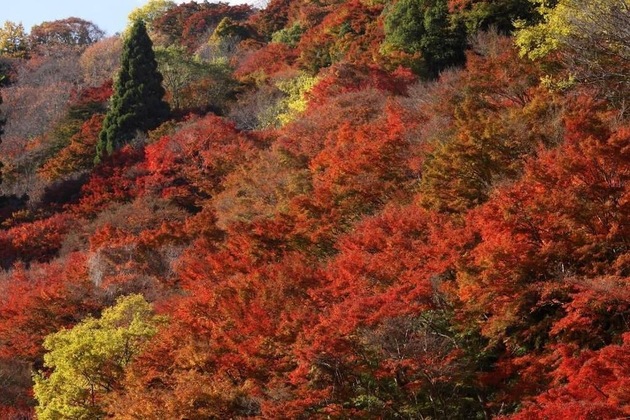Gallery - Ryokan Kato - Yoshino