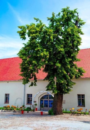 Gallery - Pałac Wiechlice