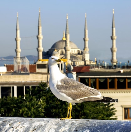 Gallery - Nowy Efendi Hotel - Special Class