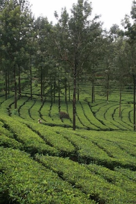 Gallery - Wild Elephant Eco-Friendly Resort
