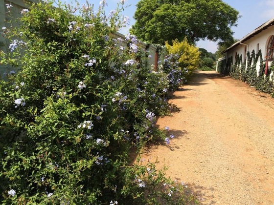 Gallery - Blue Mango Lodge