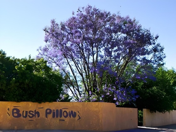 Gallery - Bush Pillow Guest House