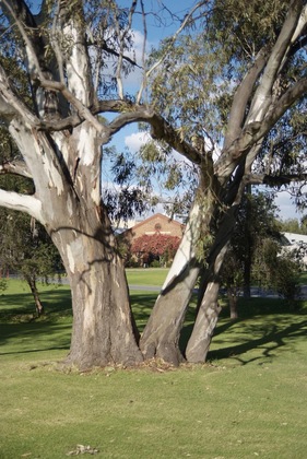 Gallery - Serafino Mclaren Vale