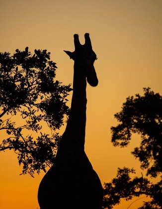 Gallery - Simbavati Camp George