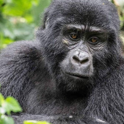 Gallery - Gorilla Safari Lodge
