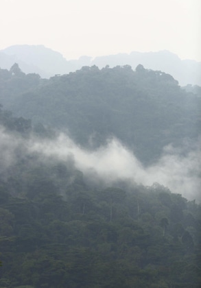 Gallery - Silverback Lodge