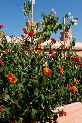 Gallery - Riad Ella