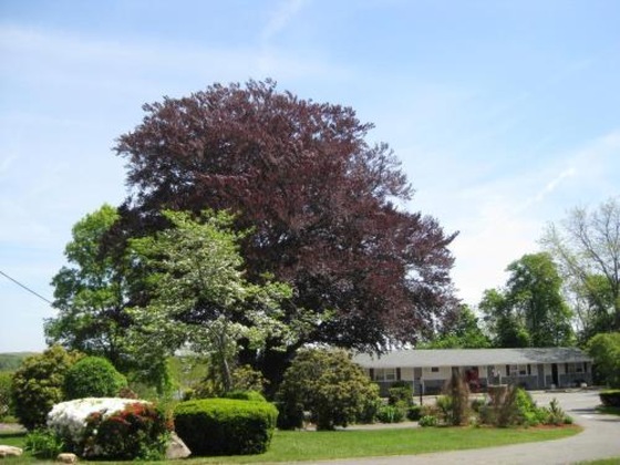 Gallery - Castle Manor Inn