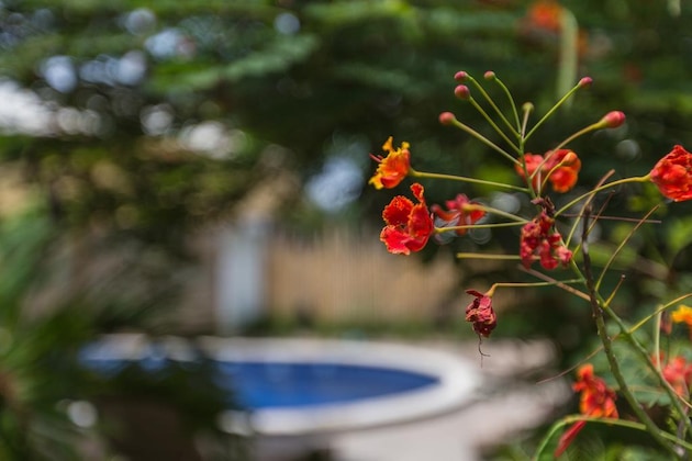 Gallery - Kelapa Cottage