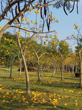 Gallery - Suan Phueng Pa Wai Resort