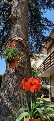 Gallery - B&B Il Cedro