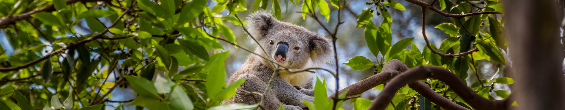 Sydney, Alice Springs and Perth