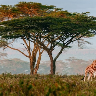 New dream route Africa from December 2019