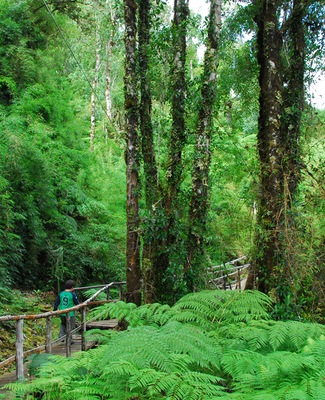 Chonos_Souther_Rainforest