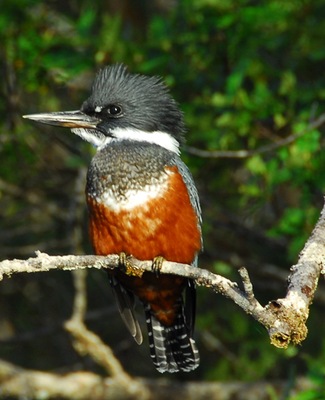 Chonos_Woodpecker