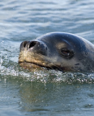 Leopard_Seal