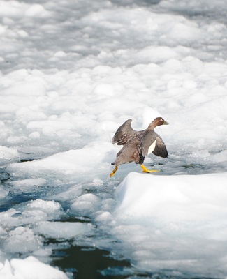 Kawesar_Goose_on_ice