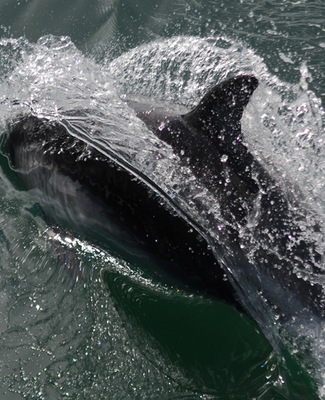 Kawesar_Dark_Dolfin