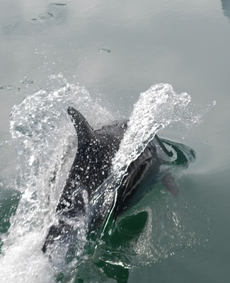 Chonos_Southern_Dolphin