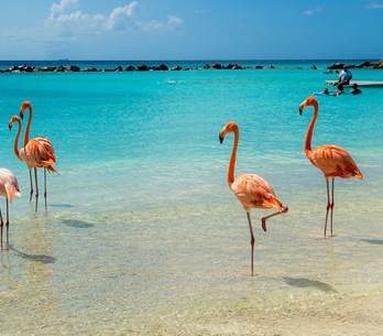 Aruba