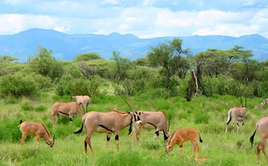 From Tarangire to Masai Mara
