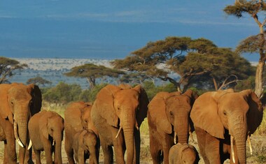 Masai Mara, Naivasha and Amboseli with Seychelles