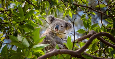 Sydney, Alice Springs and Perth