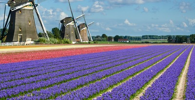 Flower Route