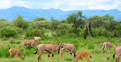 From Tarangire to Masai Mara