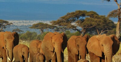 Masai Mara, Naivasha and Amboseli with Seychelles