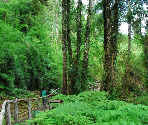 Chonos_Souther_Rainforest