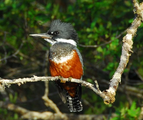 Chonos_Woodpecker
